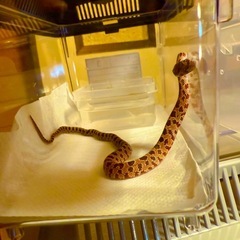 🌽🐍の画像