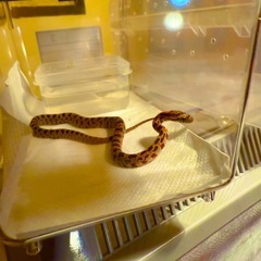 🌽🐍の画像
