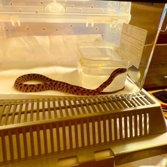 🌽🐍の画像
