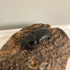 スマトラオオヒラタクワガタ アチェ ペア　♀大型血統の画像