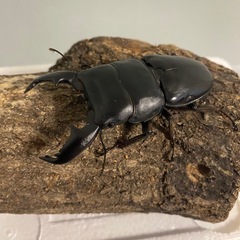 スマトラオオヒラタクワガタ アチェ ペア　♀大型血統の画像