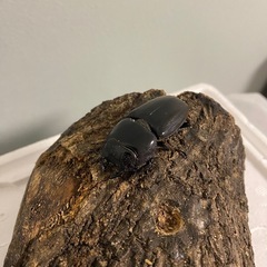 スマトラオオヒラタクワガタ アチェ ペア　♀大型血統の画像