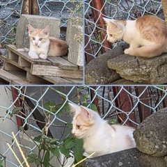生後3ヶ月くらい♡茶白の3兄妹♡子猫たち