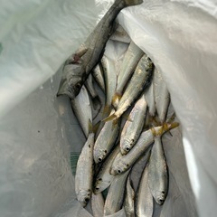 釣り仲間募集