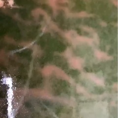 🌿ミジンコ1g＋生クロレラ50ml 培養セット🌿の画像