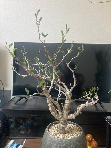 観葉植物　塊根植物　センナメリディオナリス　発根済み