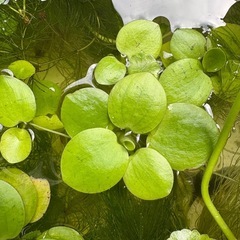水草　色々の画像