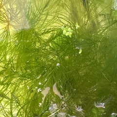 水草　色々の画像
