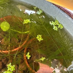 水草　色々の画像