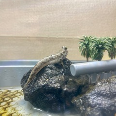 トビハゼ水槽の画像