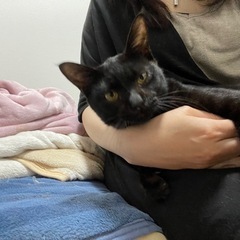 ニンゲン大好き懐っこい黒猫くん