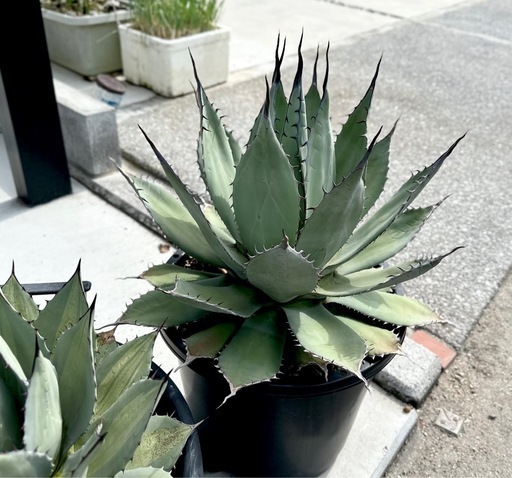 アガベ　パリーハイブリッド