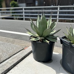 アガベ　パリーハイブリッドの画像