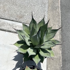 アガベ　パリーハイブリッドの画像