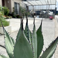 アガベ　パリーハイブリッドの画像