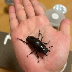 ギラファノコギリクワガタ♂♀♀の画像