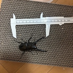 ギラファノコギリクワガタ♂♀♀の画像