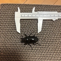 ギラファノコギリクワガタ♂♀♀の画像