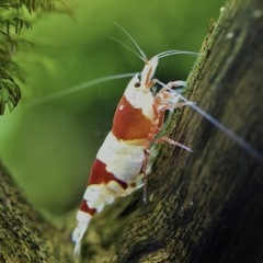 レッドビーシュリンプの画像