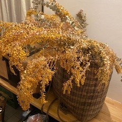 ミモザ・ユーカリ大型ドライフラワー&籠の画像