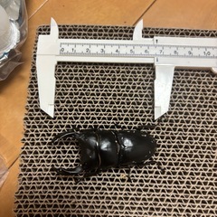 オオクワガタペアの画像