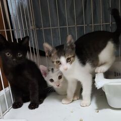 お外で頑張った仔猫たち(兄弟で迎えていただける方)
