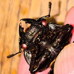 ◆国産オオクワガタ「陽炎」♂♀新成虫ペア　レッドアイ　赤眼◆の画像