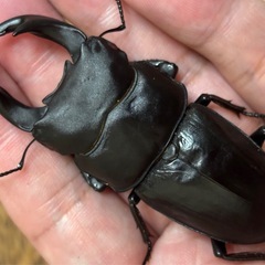 ◆国産オオクワガタ「陽炎」♂♀新成虫ペア　レッドアイ　赤眼◆の画像