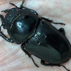 ◆国産オオクワガタ「陽炎」♂♀新成虫ペア　レッドアイ　赤眼◆の画像