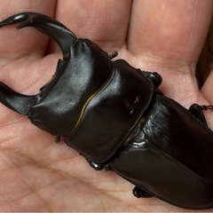 ◆国産オオクワガタ　希少「スーパー煌」♂♀新成虫ペア　レッドアイ　赤眼◆の画像