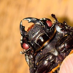 ◆国産オオクワガタ　希少「スーパー煌」♂♀新成虫ペア　レッドアイ　赤眼◆の画像