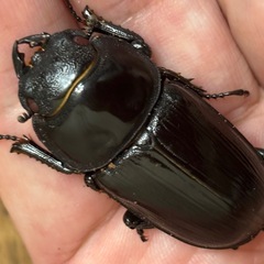 ◆国産オオクワガタ　希少「スーパー煌」♂♀新成虫ペア　レッドアイ　赤眼◆の画像