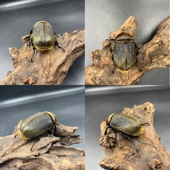 【ホワイトアイ ペア】 DHヘラクレス ♂137mm♀67mm ※送料事前連絡にて変更可 ※直接受け渡しに変更可の画像