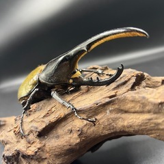 【ホワイトアイ ペア】 DHヘラクレス ♂137mm♀67mm ※送料事前連絡にて変更可 ※直接受け渡しに変更可の画像