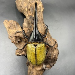 【ホワイトアイ ペア】 DHヘラクレス ♂137mm♀67mm ※送料事前連絡にて変更可 ※直接受け渡しに変更可の画像