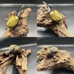 【ホワイトアイ ペア】 DHヘラクレス ♂137mm♀67mm ※送料事前連絡にて変更可 ※直接受け渡しに変更可の画像