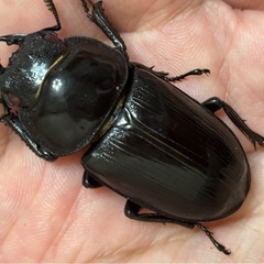 ◆国産オオクワガタ「昴」♂♀新成虫ペア　レッドアイ　赤眼◆の画像