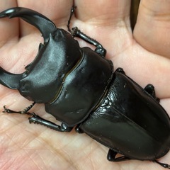 ◆国産オオクワガタ「昴」♂♀新成虫ペア　レッドアイ　赤眼◆の画像