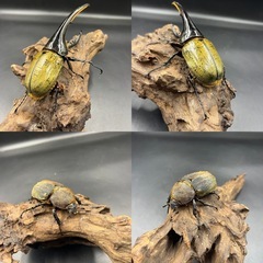 【ホワイトアイ ペア】 DHヘラクレス ♂138mm♀68mm ※送料事前連絡にて変更可 ※直接受け渡しに変更可の画像