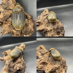 【ホワイトアイ ペア】 DHヘラクレス ♂138mm♀68mm ※送料事前連絡にて変更可 ※直接受け渡しに変更可の画像