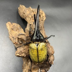 【ホワイトアイ ペア】 DHヘラクレス ♂138mm♀68mm ※送料事前連絡にて変更可 ※直接受け渡しに変更可の画像