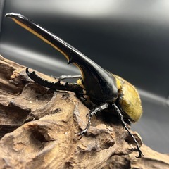 【ホワイトアイ トリオ】 ♂1♀2DHヘラクレス ♂142mm♀69mm 70mm  ※直接受け渡しに変更可の画像