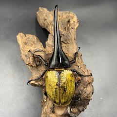 【ホワイトアイ トリオ】 ♂1♀2DHヘラクレス ♂142mm♀69mm 70mm  ※直接受け渡しに変更可の画像