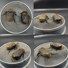 【ホワイトアイ トリオ】 ♂1♀2DHヘラクレス ♂142mm♀69mm 70mm  ※直接受け渡しに変更可の画像