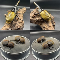 【ホワイトアイ トリオ】 ♂1♀2DHヘラクレス ♂142mm♀69mm 70mm  ※直接受け渡しに変更可の画像