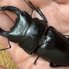 ◆国産オオクワガタ「機龍」♂♀新成虫ペア　レッドアイ　赤眼◆の画像