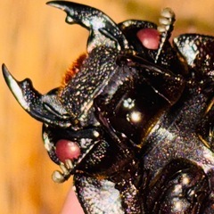 ◆国産オオクワガタ「機龍」♂♀新成虫ペア　レッドアイ　赤眼◆の画像