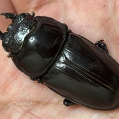 ◆国産オオクワガタ「機龍」♂♀新成虫ペア　レッドアイ　赤眼◆の画像