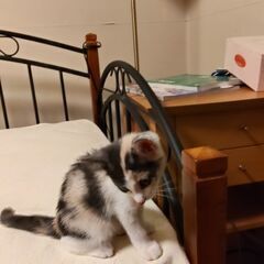 ２匹の子猫の　里親さん募集 − 茨城県