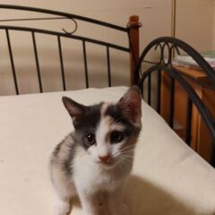 ２匹の子猫の　里親さん募集 - 猫